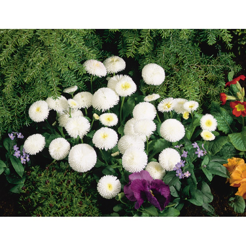 Bellis Tasso White Flower Seeds