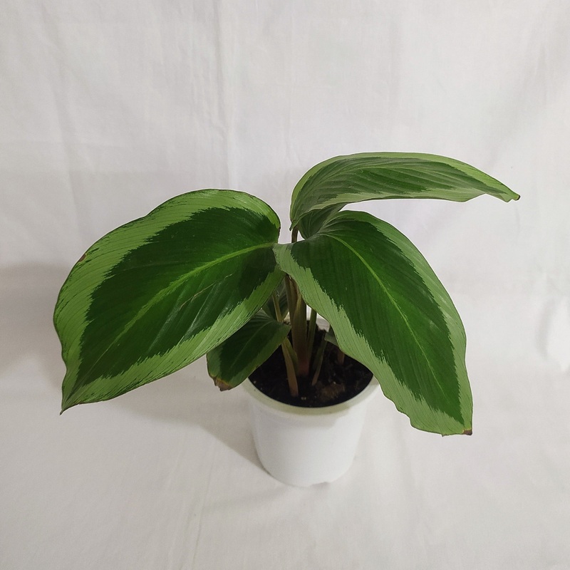 Calathea Bijoux Gecko Live plant