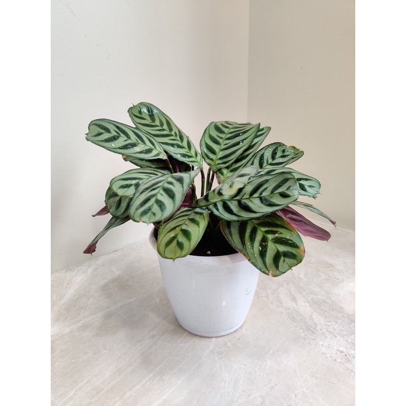 Calathea Burle Marxii Plant