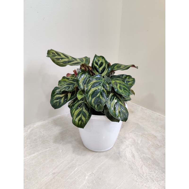 Calathea Makoyana plant