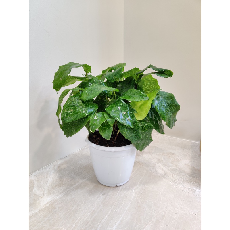 Calathea Network Plant