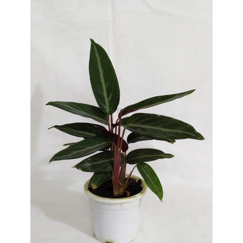 Calathea Stromanthe Sanguinea Live plant