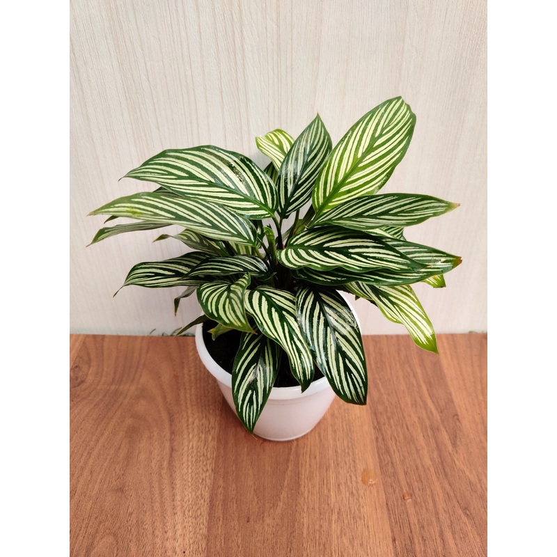 Calathea Vittata Plant