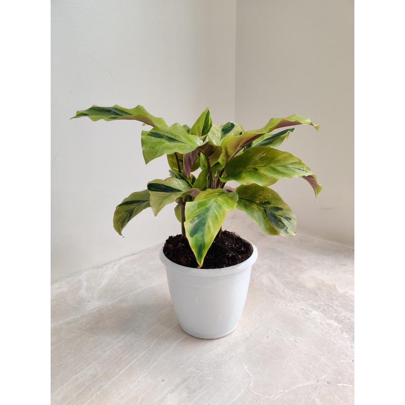 Calathea Yellow Fusion Plant