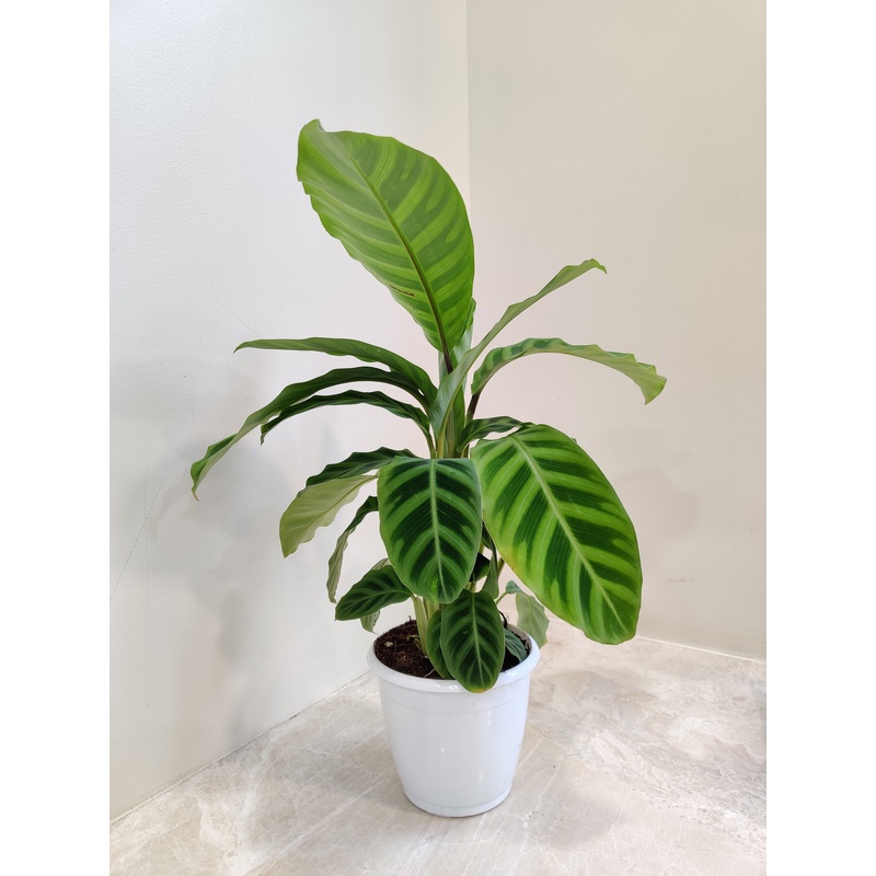 Calathea Zebrina Plant