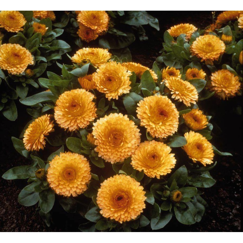 Calendula Bon Bon Apricot Flower Seeds