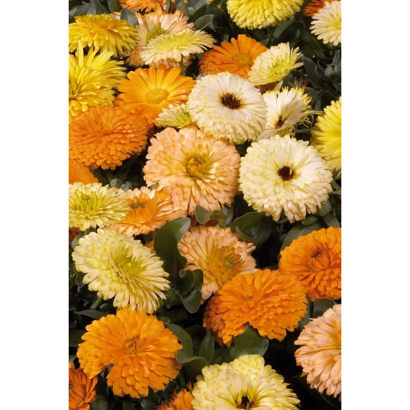 Calendula Bon Bon Mix Flower Seeds