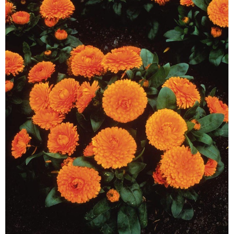 Calendula Bon Bon Orange Flower Seeds