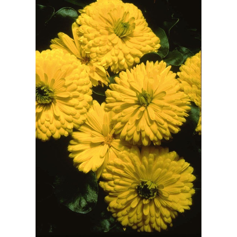 Calendula Bon Bon Yellow Flower Seeds