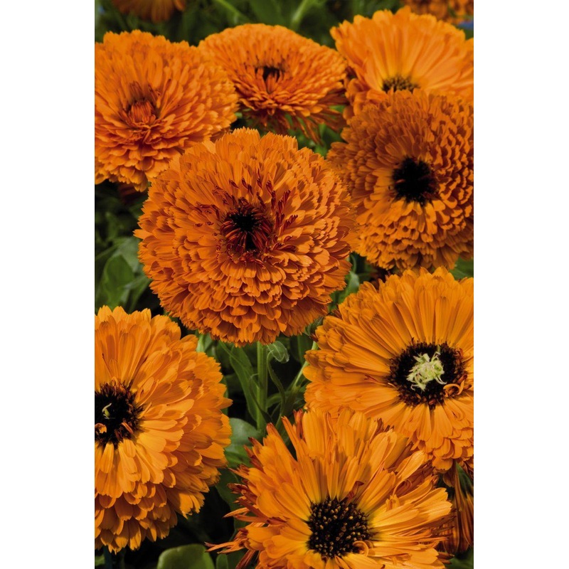 Calendula Touch of Red Orange Flower Seeds
