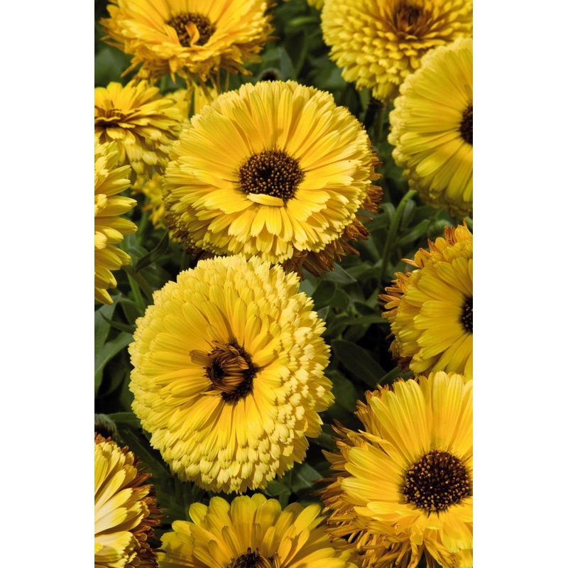 Calendula Touch of Red Yellow Flower Seeds