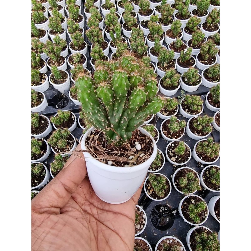 Cereus Repandus var. monstrosus Cactus Plant