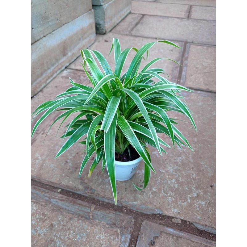 Chlorophtum Laxum Plant