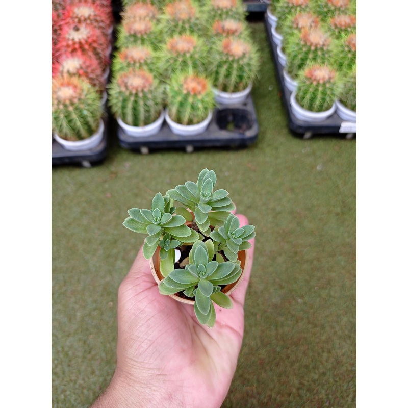 Coleus Coerulescens Small Succulent Plant