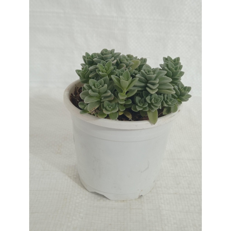 Coleus Coerulescens  Succulent Plant
