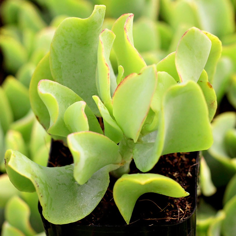 Crassula Arborescens – Ripple Jade Succulent Plant