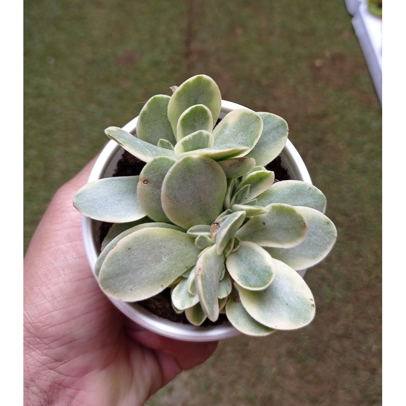 Crassula Money Maker variegated Succulent Plant