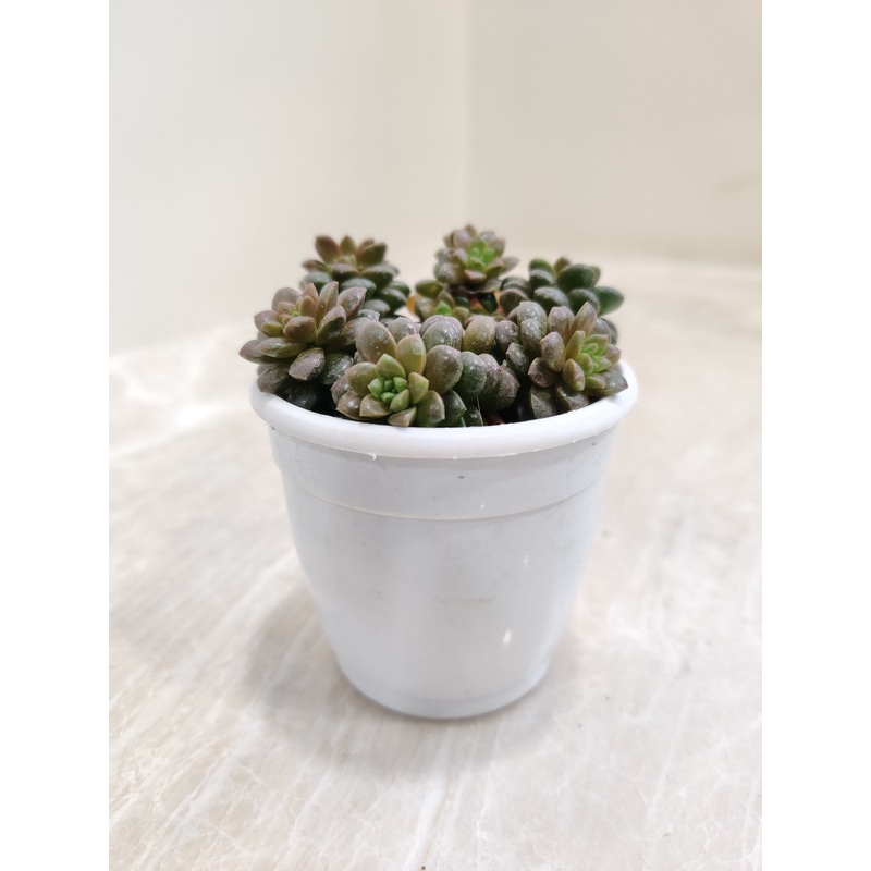 Sedum Cremnosedum ‘Little Gem’ Succulent Plant