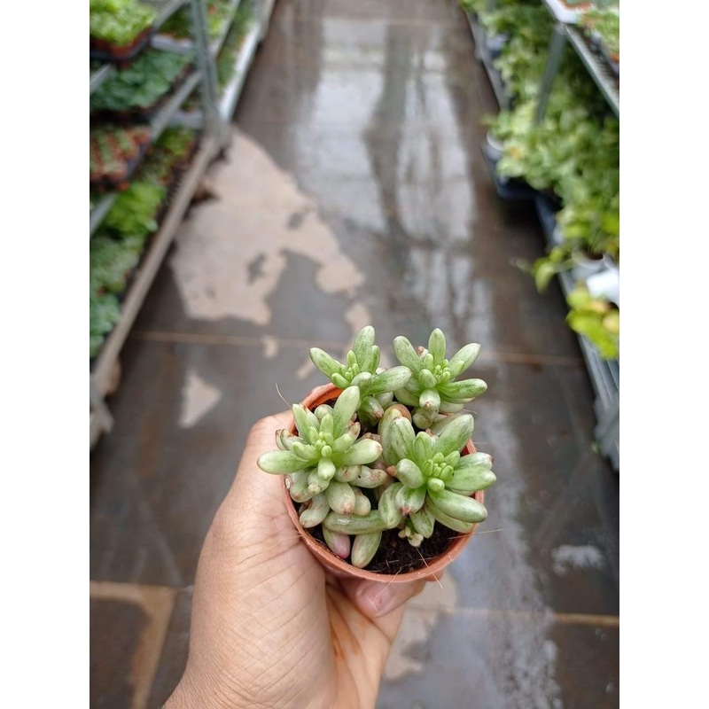 Sedum Rubrotinctum Aurora Pink Jelly Bean Succulent Plant