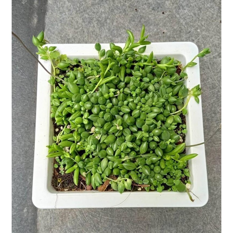 String of Tears (Senecio Herreianus) Big Succulent Plant