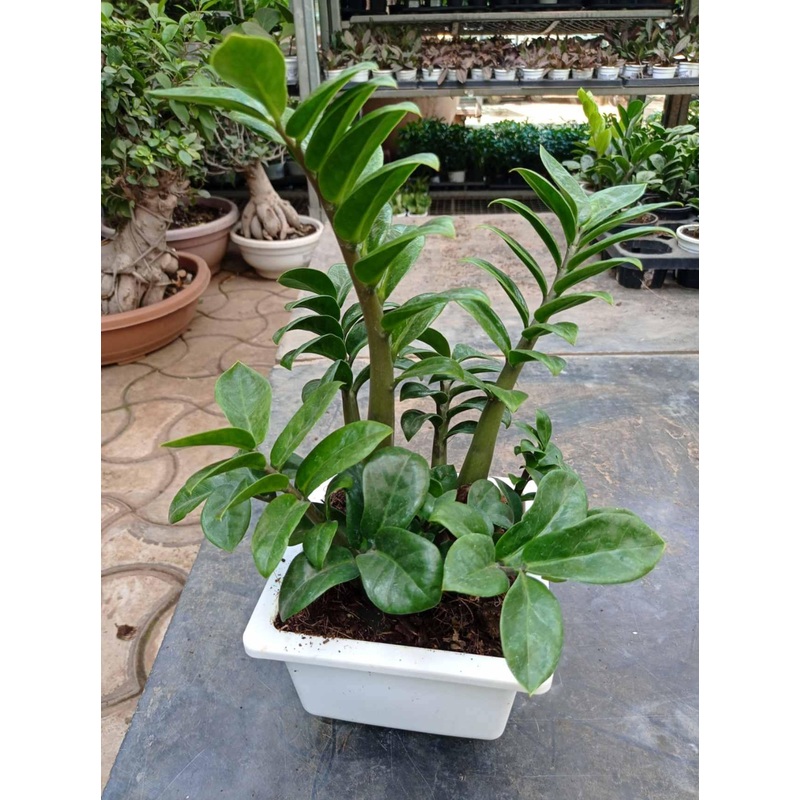 Zamiaculacus zenzii (zz,plant)