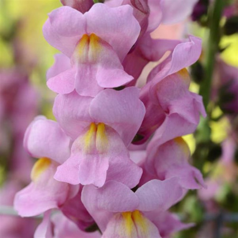 Antirrhinum Rocket Orchid Flower Seeds