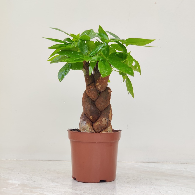 Small Braided Pachira Plant (Money Plant)