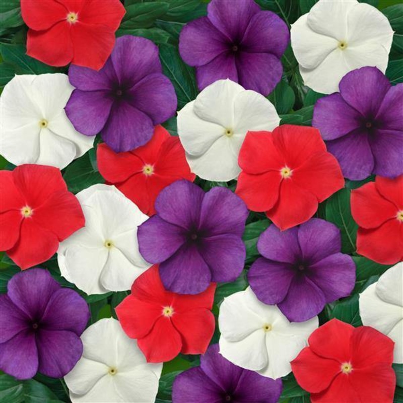Vinca Tattoo American Pie Mix Flower Seeds