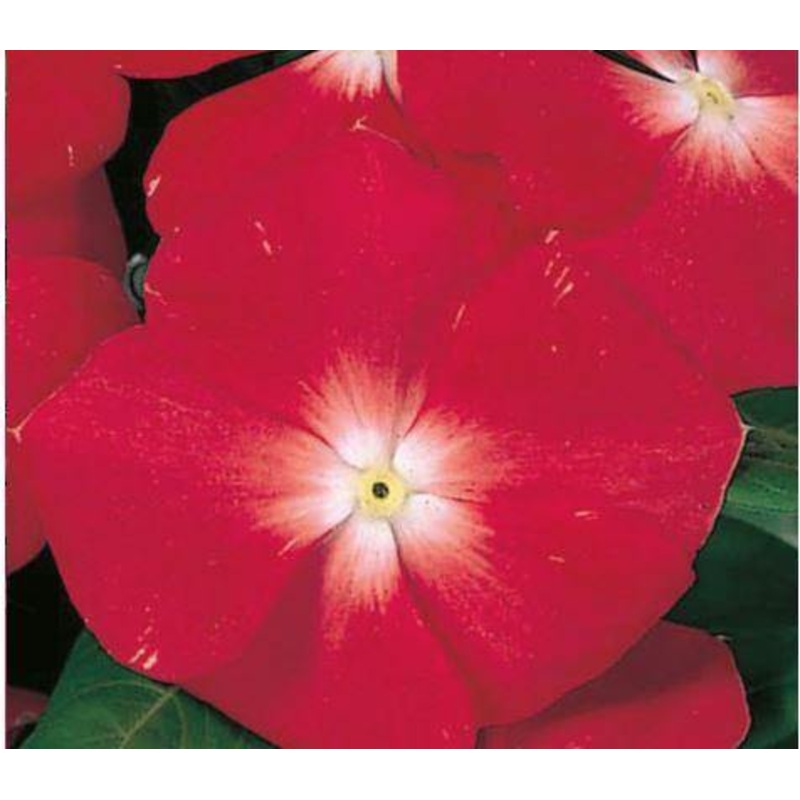 Vinca Victory Apricot Flower Seeds