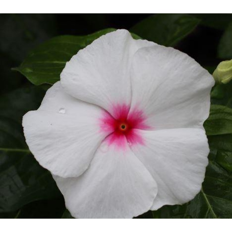 Vinca Victory Bright Eye Flower Seeds