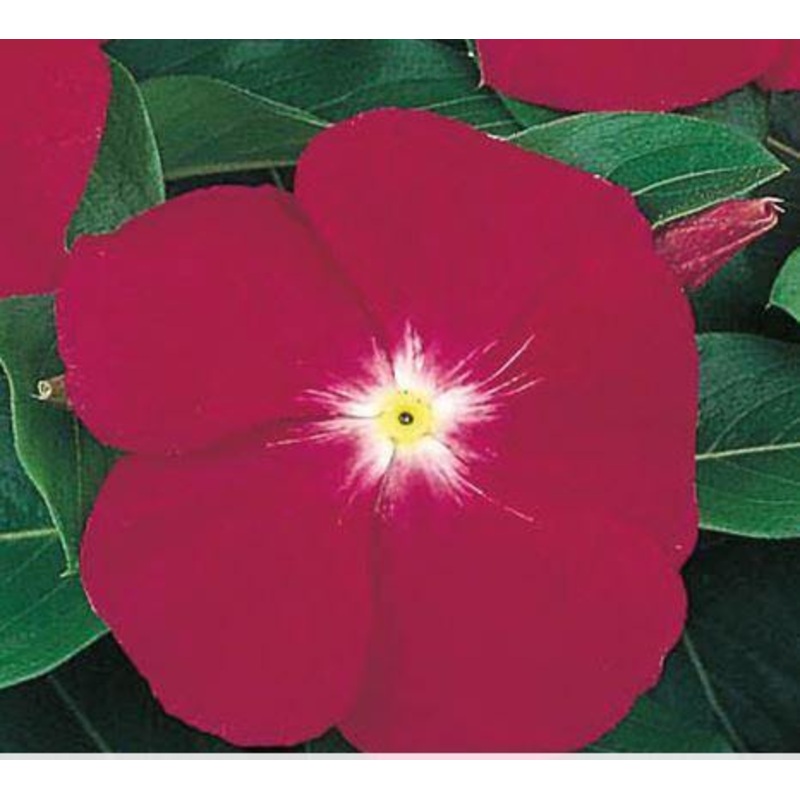Vinca Victory Carmine Flower Seeds