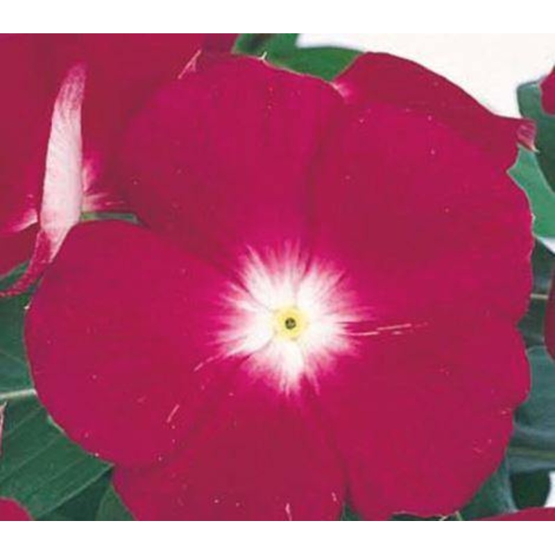 Vinca Victory Cranberry Flower Seeds