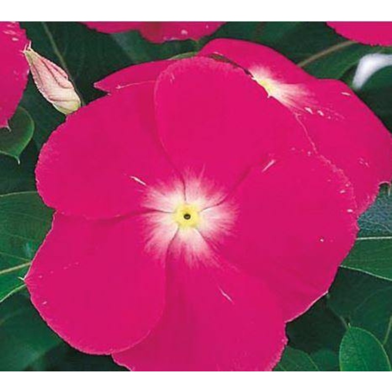 Vinca Victory Deep Pink Flower Seeds