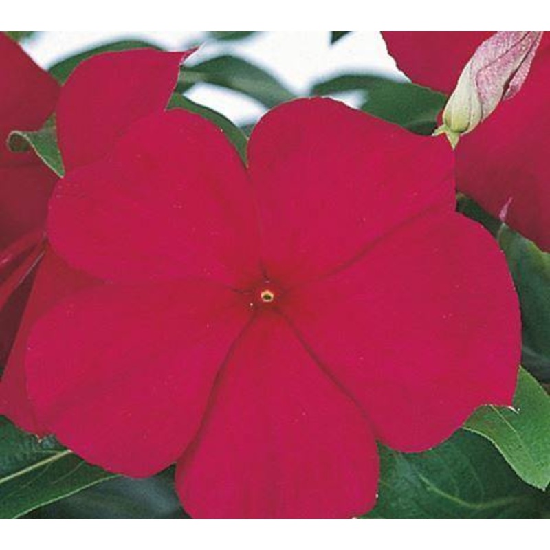 Vinca Victory Grape Flower Seeds