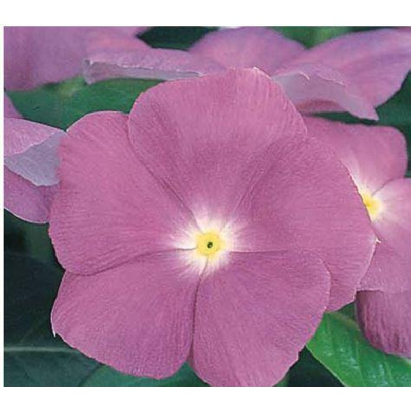 Vinca Victory Lavender Flower Seeds