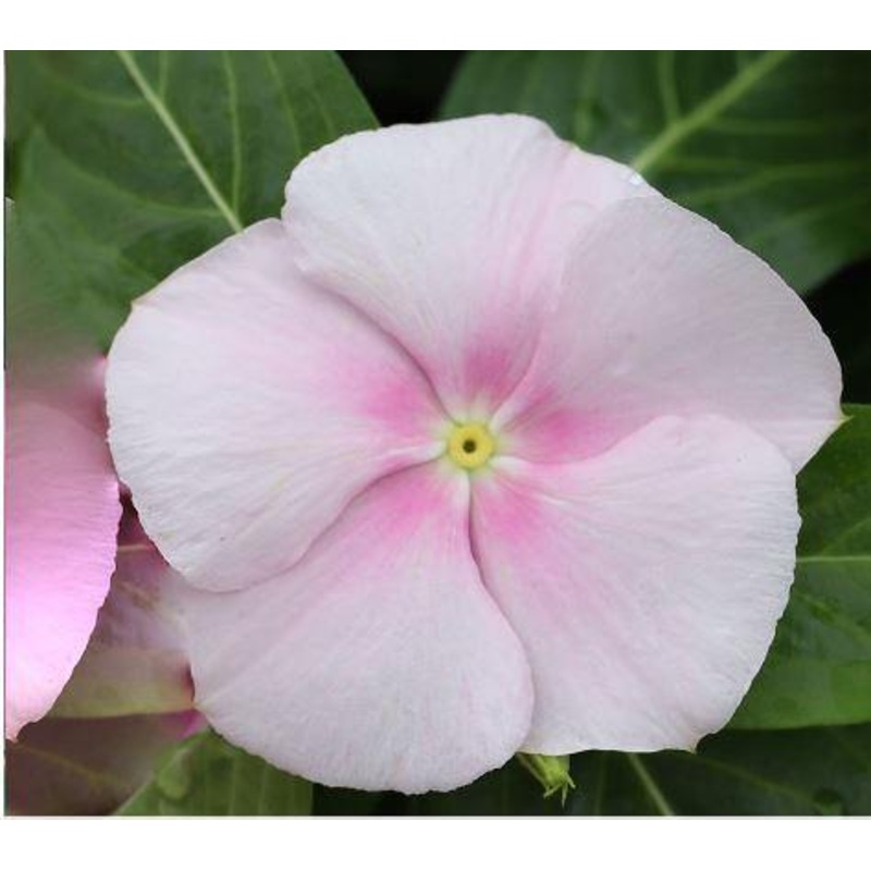Vinca Victory Light Pink Flower Seeds
