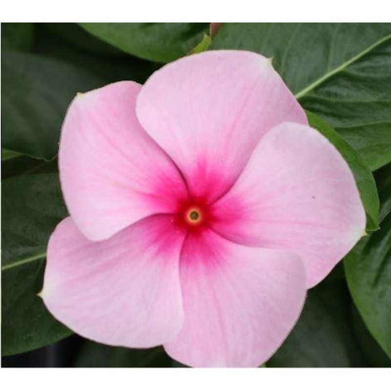Vinca Victory Light Pink with Red Eye Flower Seeds