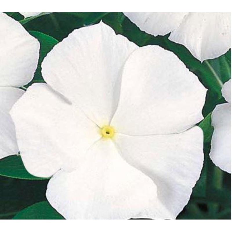 Vinca Victory Pure White Flower Seeds