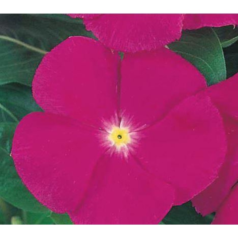 Vinca Victory Purple Flower Seeds