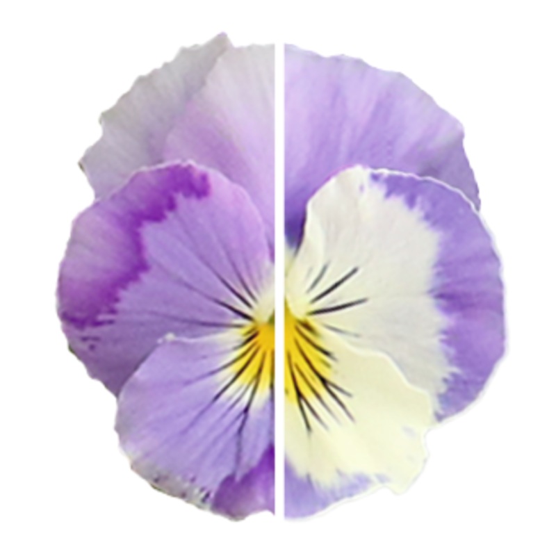 Viola Highflyer Light Violet Shades Flower Seeds
