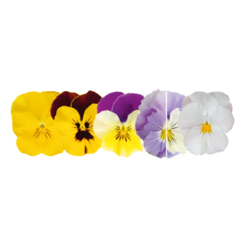 Viola Highflyer Mix Flower Seeds