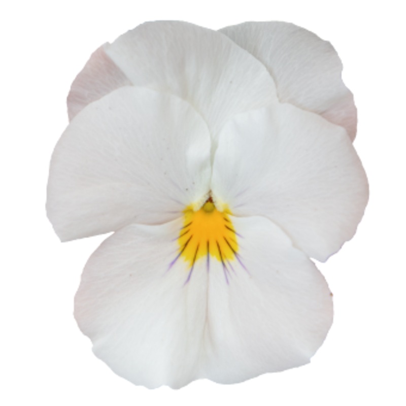 Viola Highflyer White Flower Seeds