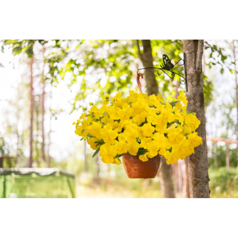 Viola Highflyer Yellow Flower Seeds