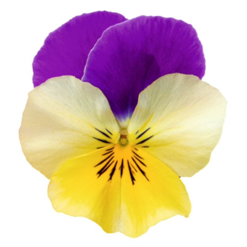 Viola Highflyer Yellow Purple Wing Flower Seeds