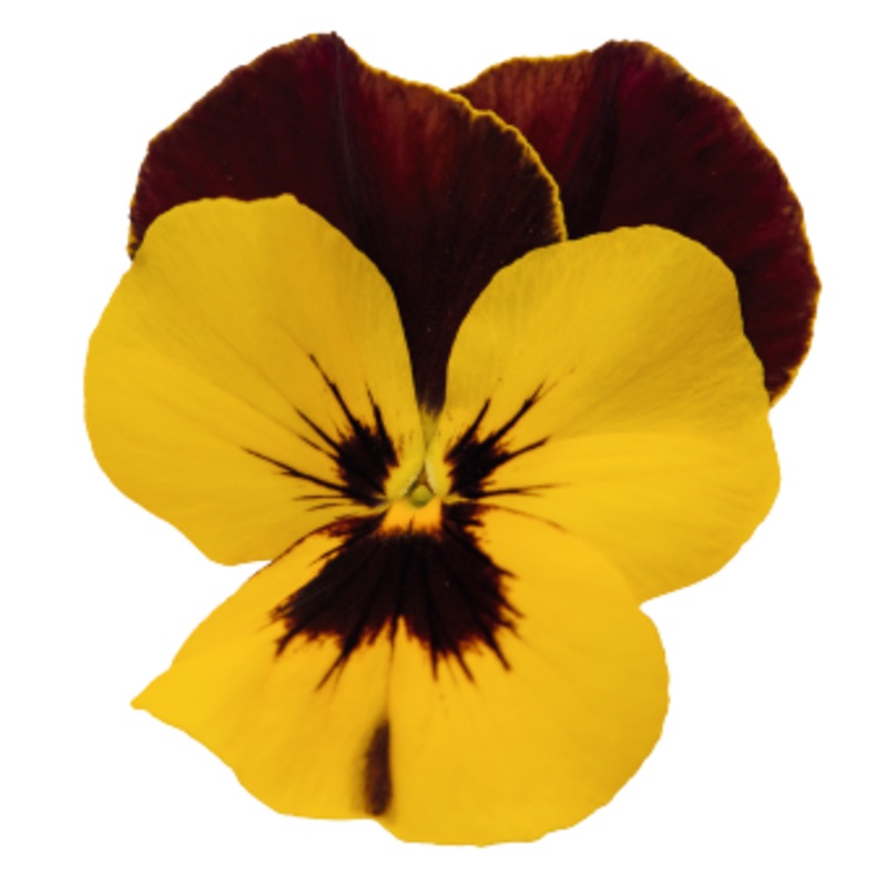 Viola Highflyer Yellow Red Wing Flower Seeds