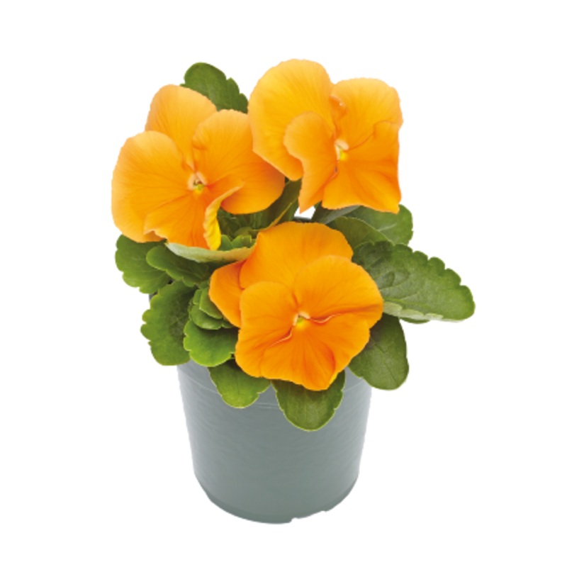Viola Inspire Plus Orange Flower Seeds