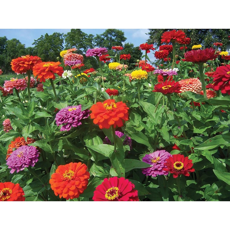 Zinnia  Dahlia Flowered Mix Flower Seeds