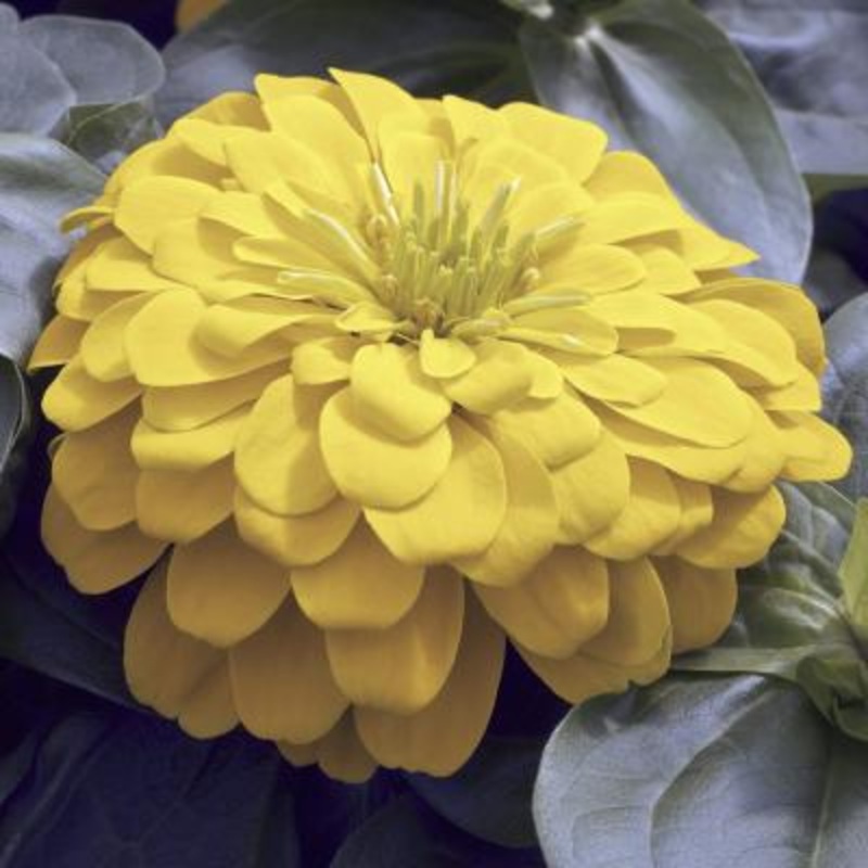 Zinnia Magellan Yellow Flower Seeds