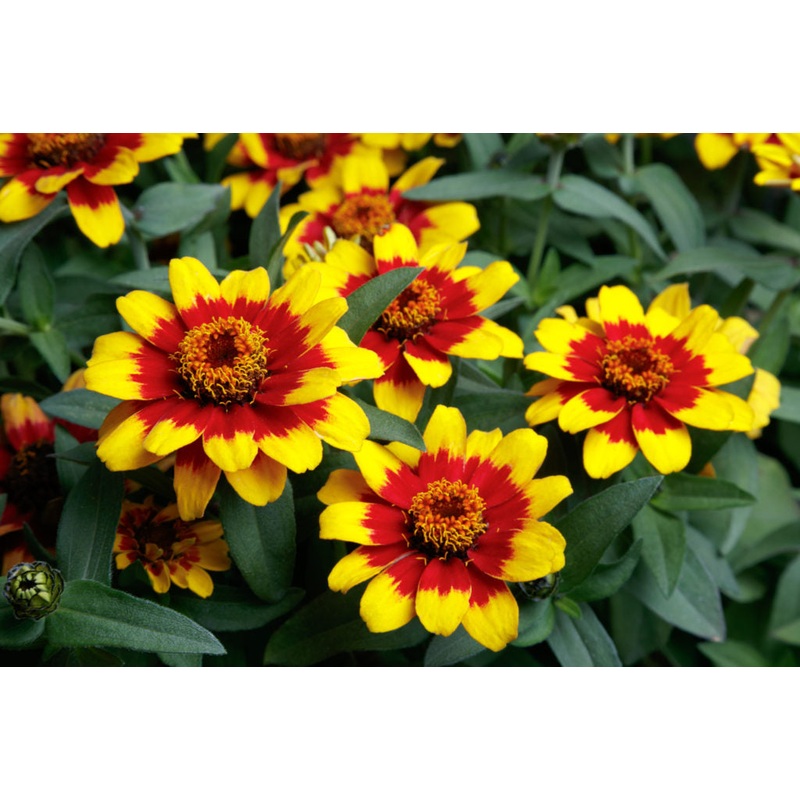 Zinnia Single Profusion Red and Yellow Bicolor Flower Seeds