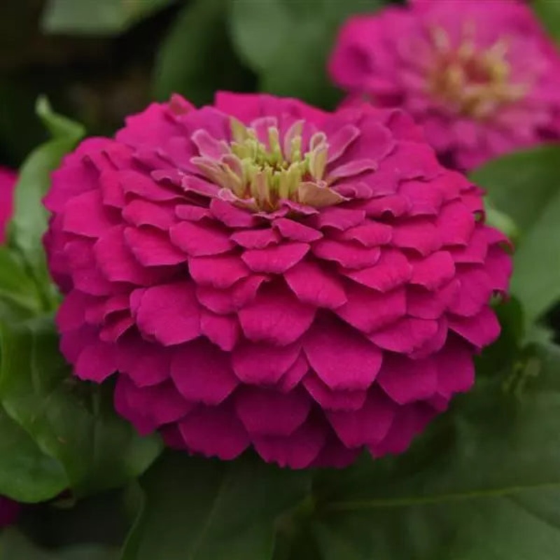 Zinnia Zesty Fuchsia Flower Seeds